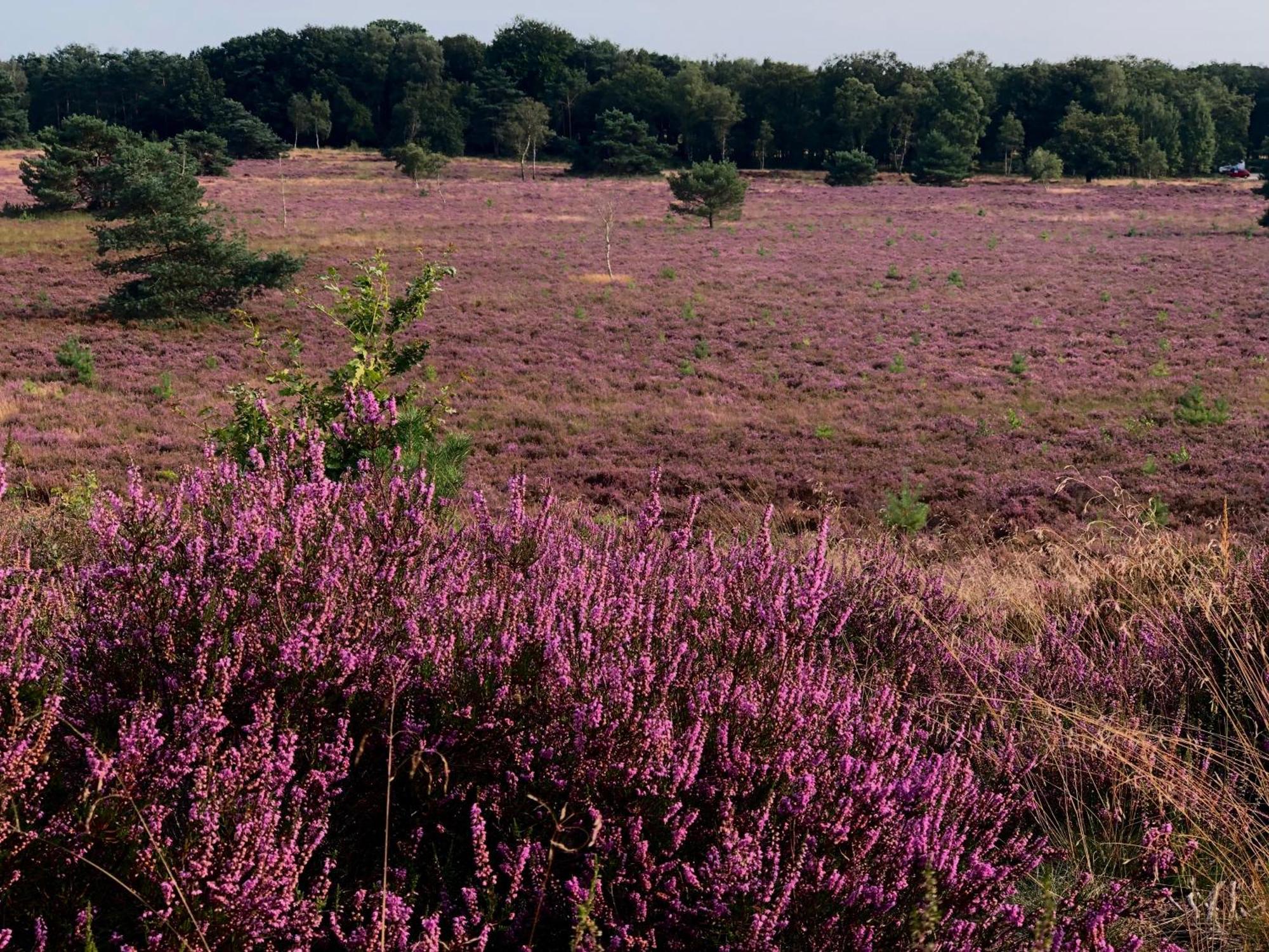 Het Natuurhuisje Op De Veluwe Nunspeet Exteriér fotografie