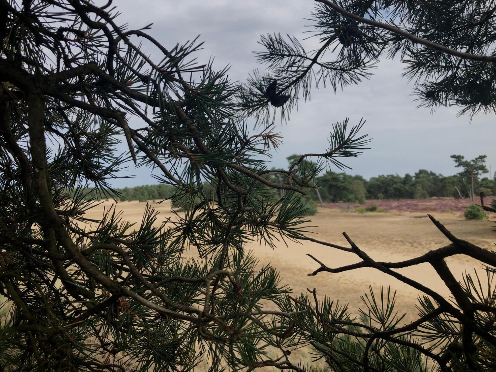 Het Natuurhuisje Op De Veluwe Nunspeet Exteriér fotografie