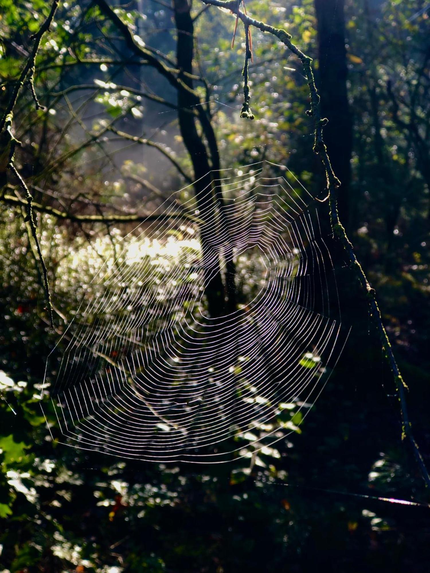 Het Natuurhuisje Op De Veluwe Nunspeet Exteriér fotografie