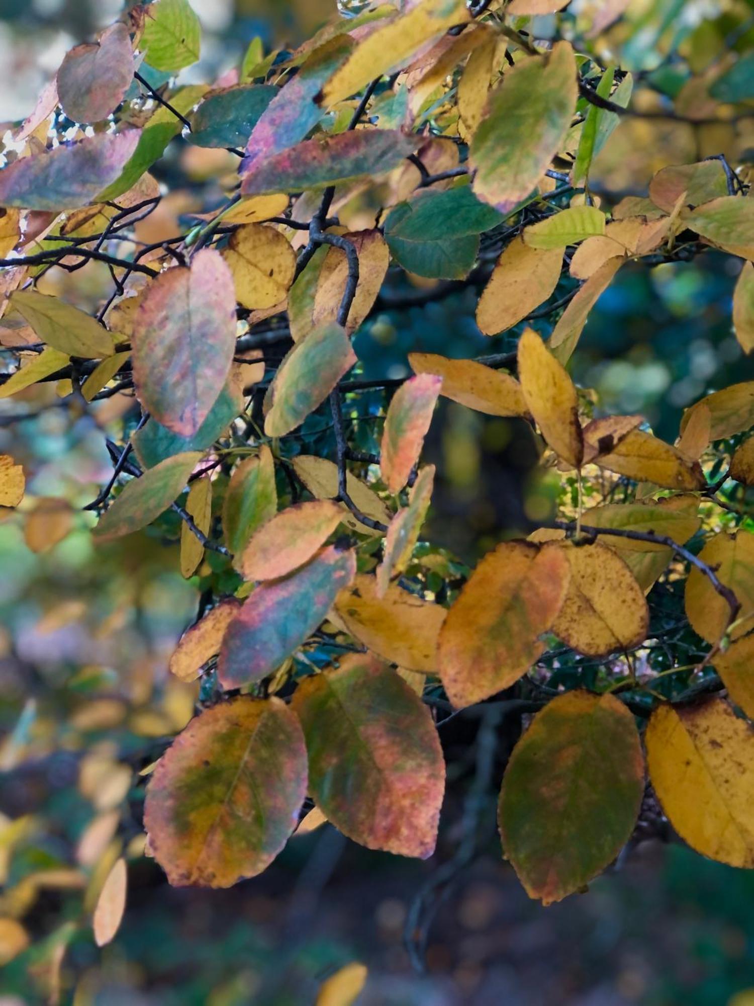 Het Natuurhuisje Op De Veluwe Nunspeet Exteriér fotografie